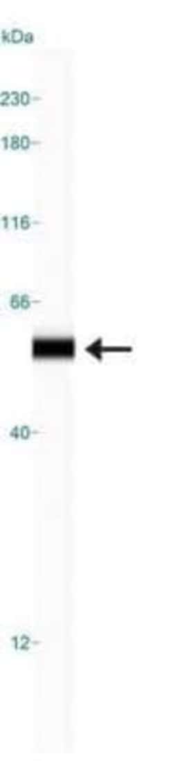 CUGBP1/CELF1 Antibody (3B1) - Azide and BSA Free, Novus Biologicals 0.1